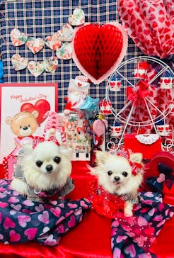 わんにゃんドームに投稿された画像（2023/2/5）