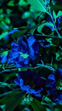 チームラボ ボタニカルガーデン 大阪に投稿された画像（2023/2/5）