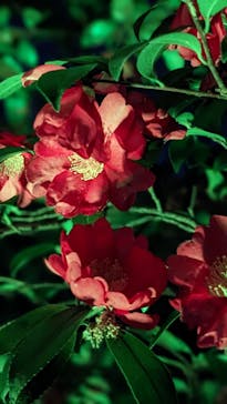 チームラボ ボタニカルガーデン 大阪に投稿された画像（2023/2/5）