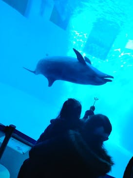 名古屋港水族館に投稿された画像（2023/2/5）