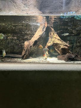 サンシャイン水族館に投稿された画像（2023/2/5）