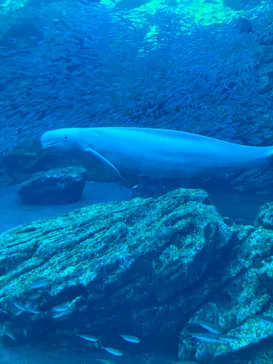 仙台うみの杜水族館に投稿された画像（2023/2/5）
