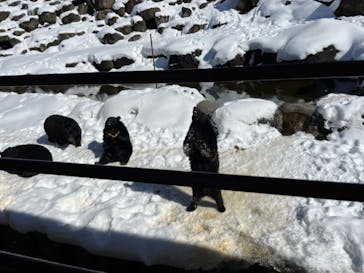 奥飛騨クマ牧場に投稿された画像（2023/2/5）