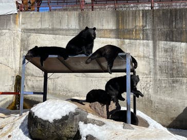 奥飛騨クマ牧場に投稿された画像（2023/2/5）