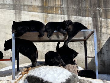 奥飛騨クマ牧場に投稿された画像（2023/2/5）