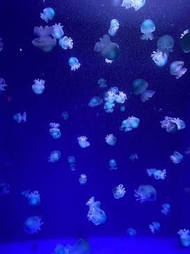 新江ノ島水族館に投稿された画像（2023/2/5）