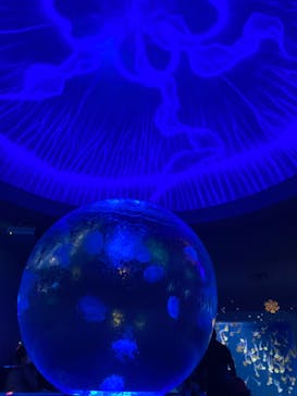 新江ノ島水族館に投稿された画像（2023/2/5）