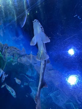 しながわ水族館に投稿された画像（2023/2/5）