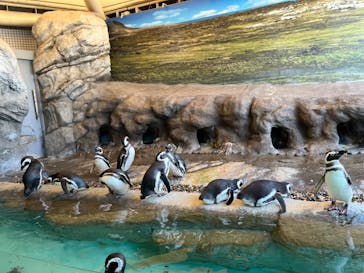 しながわ水族館に投稿された画像（2023/2/5）