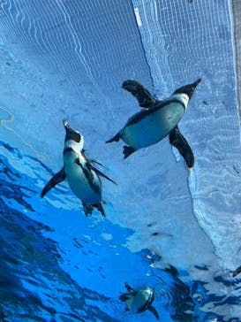 サンシャイン水族館に投稿された画像（2023/2/5）