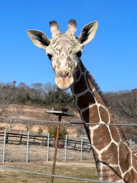 秋吉台自然動物公園 サファリランドに投稿された画像（2023/2/5）
