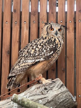 秋吉台自然動物公園 サファリランドに投稿された画像（2023/2/5）