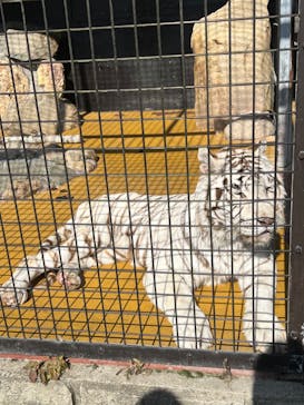 秋吉台自然動物公園 サファリランドに投稿された画像（2023/2/5）