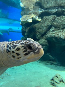 名古屋港水族館に投稿された画像（2023/2/5）