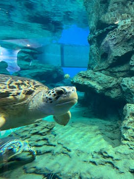 名古屋港水族館に投稿された画像（2023/2/5）