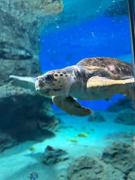 名古屋港水族館に投稿された画像（2023/2/5）