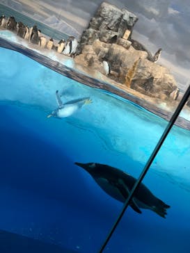 名古屋港水族館に投稿された画像（2023/2/5）