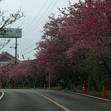 今帰仁城跡に投稿された画像（2023/2/5）