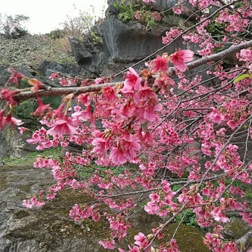 今帰仁城跡に投稿された画像（2023/2/5）