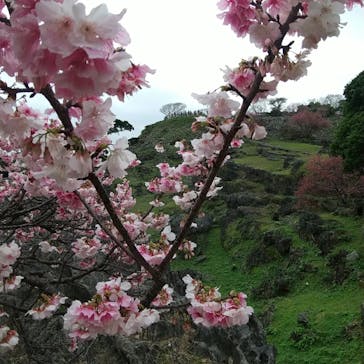 今帰仁城跡に投稿された画像（2023/2/5）