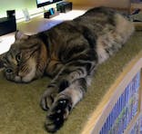 猫カフェモカ　新宿店に投稿された画像（2023/2/5）