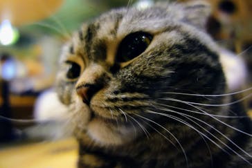 猫カフェモカ　新宿店に投稿された画像（2023/2/5）