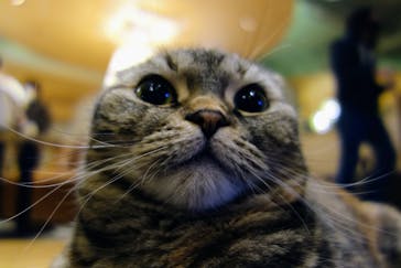 猫カフェモカ　新宿店に投稿された画像（2023/2/5）