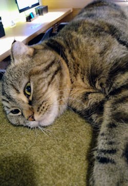 猫カフェモカ　新宿店に投稿された画像（2023/2/5）