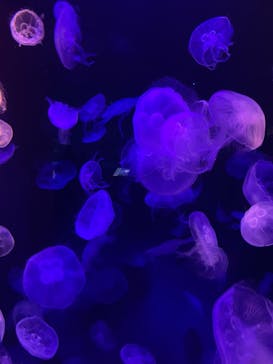 島根県立 しまね海洋館に投稿された画像（2023/2/5）