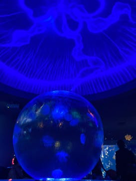 江の島シーキャンドル×新江ノ島水族館に投稿された画像（2023/2/5）