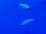仙台うみの杜水族館に投稿された画像（2023/2/5）