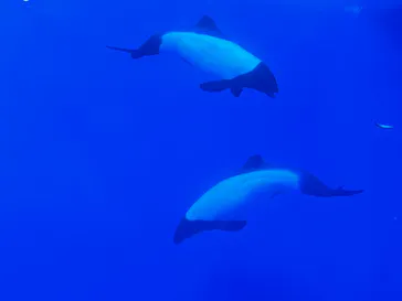 仙台うみの杜水族館に投稿された画像（2023/2/5）