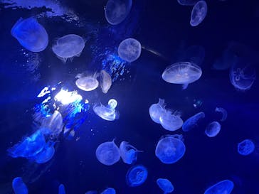 サンシャイン水族館に投稿された画像（2023/2/5）