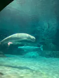 名古屋港水族館に投稿された画像（2023/2/6）