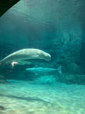 名古屋港水族館に投稿された画像（2023/2/5）