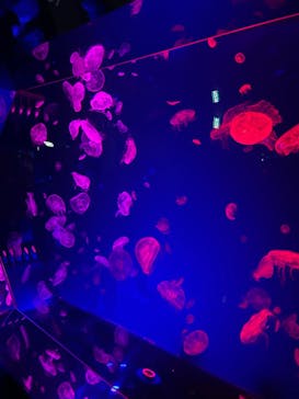 名古屋港水族館に投稿された画像（2023/2/5）