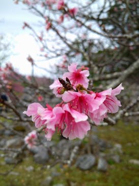 今帰仁城跡に投稿された画像（2023/2/5）