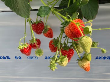 (株)みどりやファームに投稿された画像（2023/2/6）