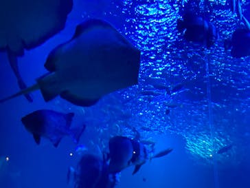 京都水族館×ニデック京都タワーに投稿された画像（2023/2/6）