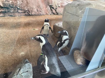 京都水族館×ニデック京都タワーに投稿された画像（2023/2/6）