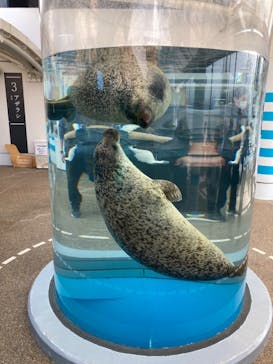 京都水族館×ニデック京都タワーに投稿された画像（2023/2/6）