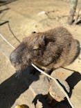 しろとり動物園に投稿された画像（2023/2/6）