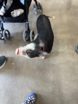 しろとり動物園に投稿された画像（2023/2/6）