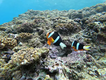 武藤潜水に投稿された画像（2023/2/6）