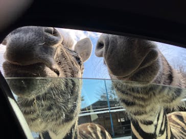 東北サファリパークに投稿された画像（2023/2/6）