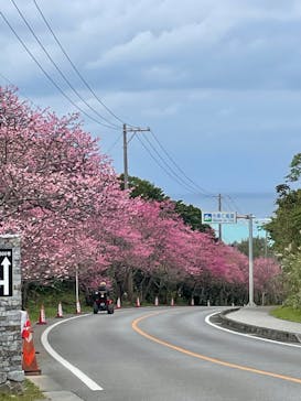 今帰仁城跡に投稿された画像（2023/2/6）