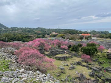 今帰仁城跡に投稿された画像（2023/2/6）