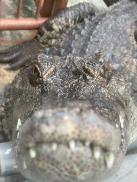 熱川バナナワニ園に投稿された画像（2023/2/6）