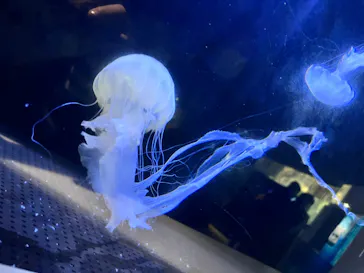 横浜・八景島シーパラダイスに投稿された画像（2023/2/6）