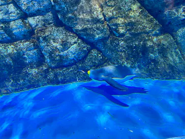 横浜・八景島シーパラダイスに投稿された画像（2023/2/6）